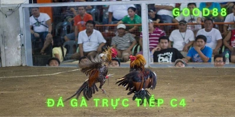 Đá gà trực tiếp C4