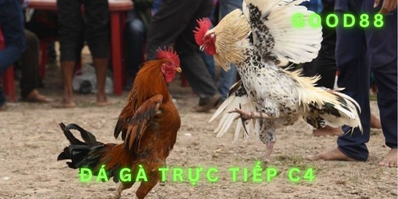 Tổng quát liên quan đến đá gà trực tiếp C4 tại good88